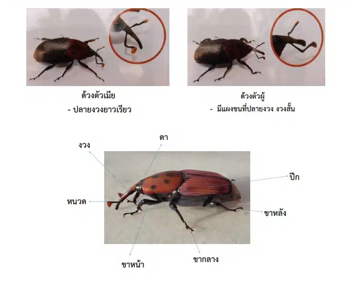 ลักษณะของด้วงสาคูเมื่อโตเต็มวัย