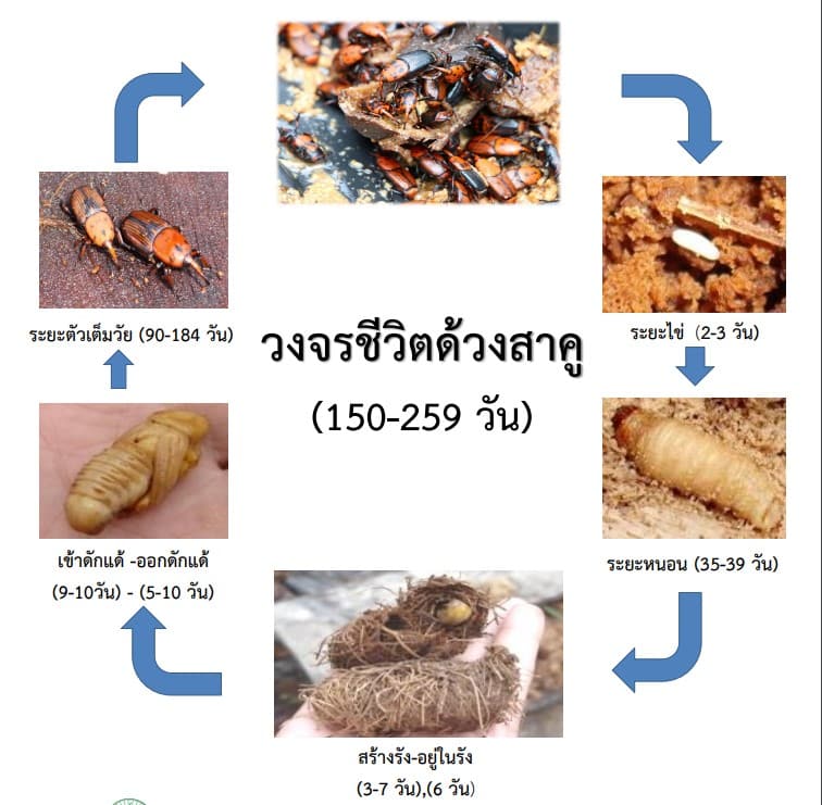 วงจรชีวิตด้วงสาคู