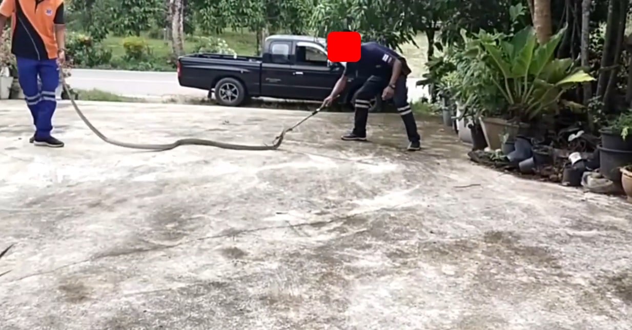 เจ้าหน้าที่กู้ภัยร่วมกันขับ งูจงอาง