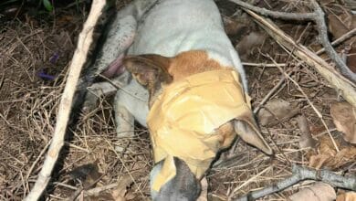 เทปปิดตาหมา