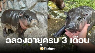 ฉลอง 'หมูเด้ง' อายุครบ 3 เดือน ส่องน้ำหนัก-ส่วนสูง ตุ้ยนุ้ยขึ้นเบา ๆ 30 โล