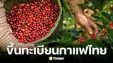 กรมทรัพย์สินทางปัญญา ขึ้นทะเบียน GI กาแฟระนอง และกาแฟดอยมูเซอตาก