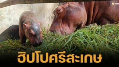 ดราม่า ลูกฮิปโปศรีสะเกษโดนบูลลี่ "พี่เลี้ยงหมูเด้ง" ออกโรงปกป้อง