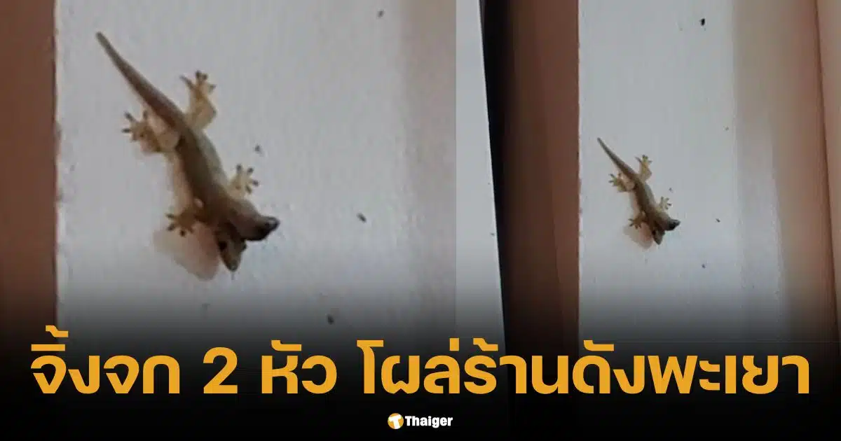 ฮือฮา จิ้งจก 2 หัว โผล่ร้านดังพะเยา ชาวบ้านตีเลขเด็ด เชื่อมาให้โชค | Thaiger ข่าวไทย