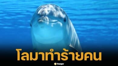 Frightened, dolphins attack and bite a young Japanese man Blood bathed in the middle of the sea Expert warning