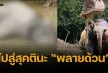 บีบหัวใจ พบซาก "พลายด้วน" ลอยสระ อุทยานฯเขาชะเมา จ.จันทบุรี