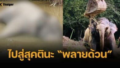 บีบหัวใจ พบซาก "พลายด้วน" ลอยสระ อุทยานฯเขาชะเมา จ.จันทบุรี
