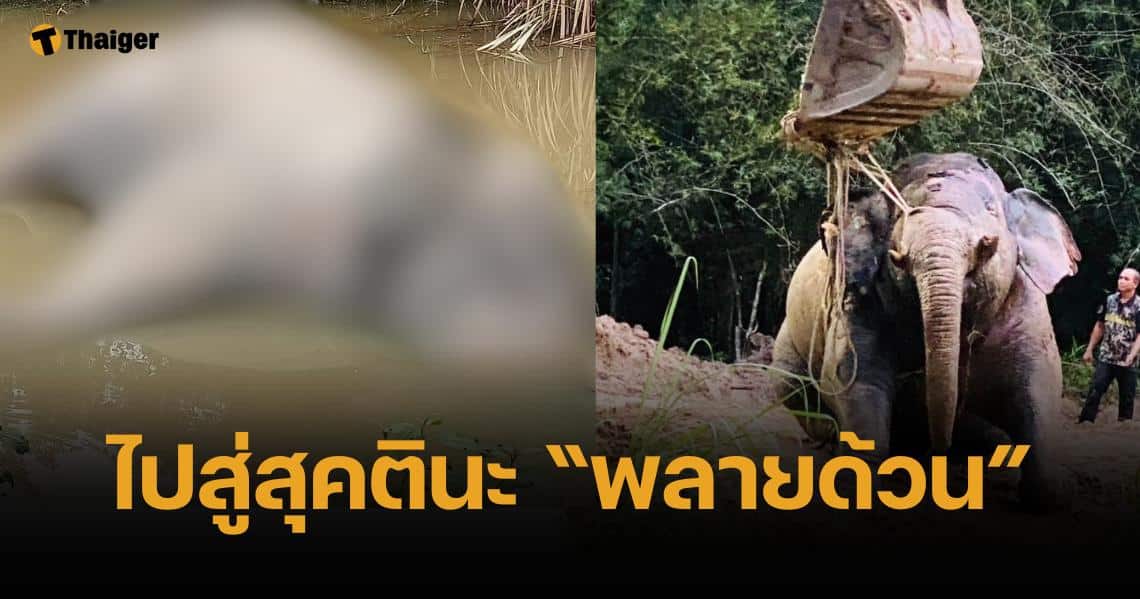 บีบหัวใจ พบซาก "พลายด้วน" ลอยสระ อุทยานฯเขาชะเมา จ.จันทบุรี