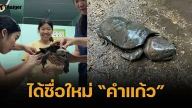 นทท.ใจบุญ เร่งช่วยเหลือ "เต่าปูลู" หลังนอนกระดองแตกกลางอุทยานฯ