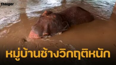 น้ำท่วมเชียงใหม่ ยังวิกฤติ หมู่บ้านกึ้ดช้าง จมบาดาล กระแสน้ำพัดช้างหายหลายเชือก