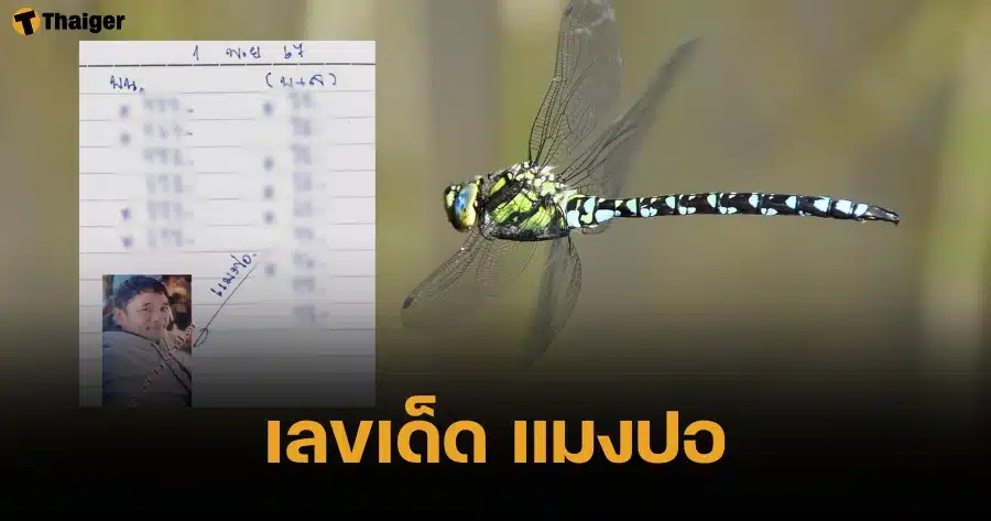 เลขเด็ด แมงปอ 1 พ.ย. 67 หวยแมลงปีกใสสายเลขท้ายจัดเต็ม 15 ชุด | Thaiger ข่าวไทย