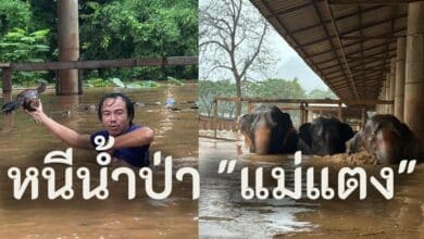 น้ำท่วมแม่แตงวันนี้