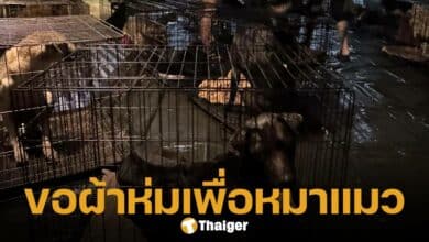 ขอรับบริจาคผ้าห่ม หรือผ้าเช็ดตัวเก่า เพื่อให้หมาแมวที่รอดจากน้ำท่วมเชียงใหม่
