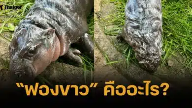 ไขปริศนา ฟองขาวบนตัว "หมูเด้ง" คืออะไร? ผู้ดูแลเฉลยคือสิ่งนี้นี่เอง