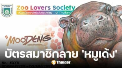 บัตรสโมสรผู้รักสวนสัตว์แห่งประเทศไทย ลาย 'หมูเด้ง' สิทธิพิเศษเพียบ รีบซื้อก่อนหมด
