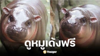 23 ต.ค. นี้ สวนสัตว์เปิดเขาเขียวเปิดให้เข้าชมฟรี