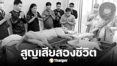 สุดเศร้า 'ย่าเดือน' เสือโคร่งรุ่นแรก ของบึงฉวาก สิงโต 'น้องเปรี้ยว' เสียชีวิตแล้ว