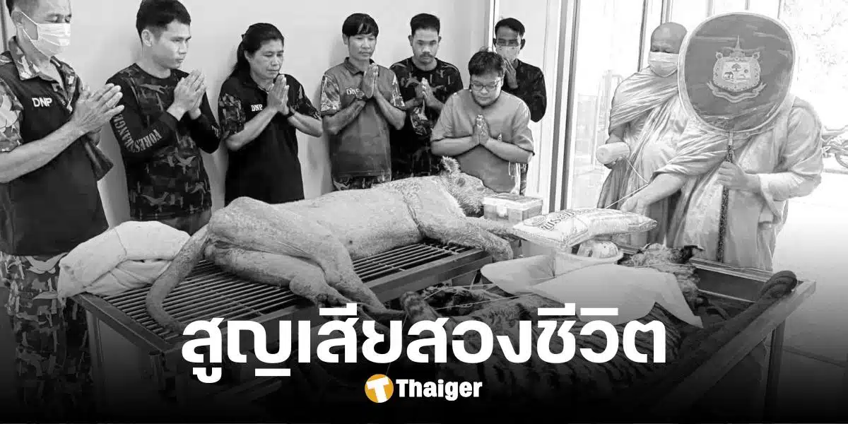 สุดเศร้า 'ย่าเดือน' เสือโคร่งรุ่นแรก ของบึงฉวาก สิงโต 'น้องเปรี้ยว' เสียชีวิตแล้ว