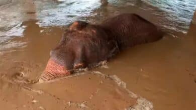 ศูนย์บริบาลช้าง แม่แตง