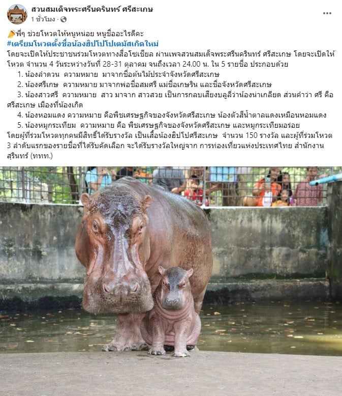 ชาวเน็ตพากันลงคะแนนโหสตตั้งชื่อลูกฮิปโปที่จ.ศรีสะเกษ