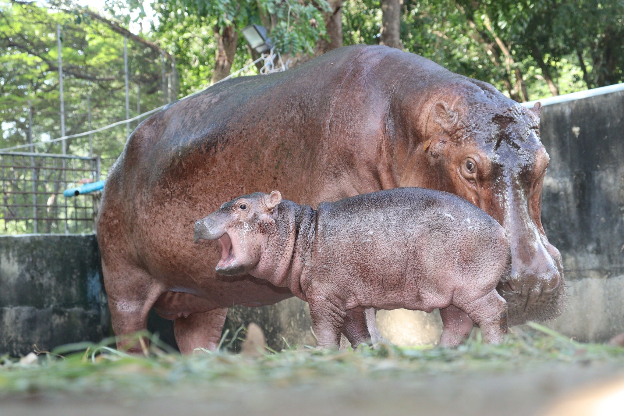 ลูกฮิปโปที่ศรีสะเกษอ้าปาก
