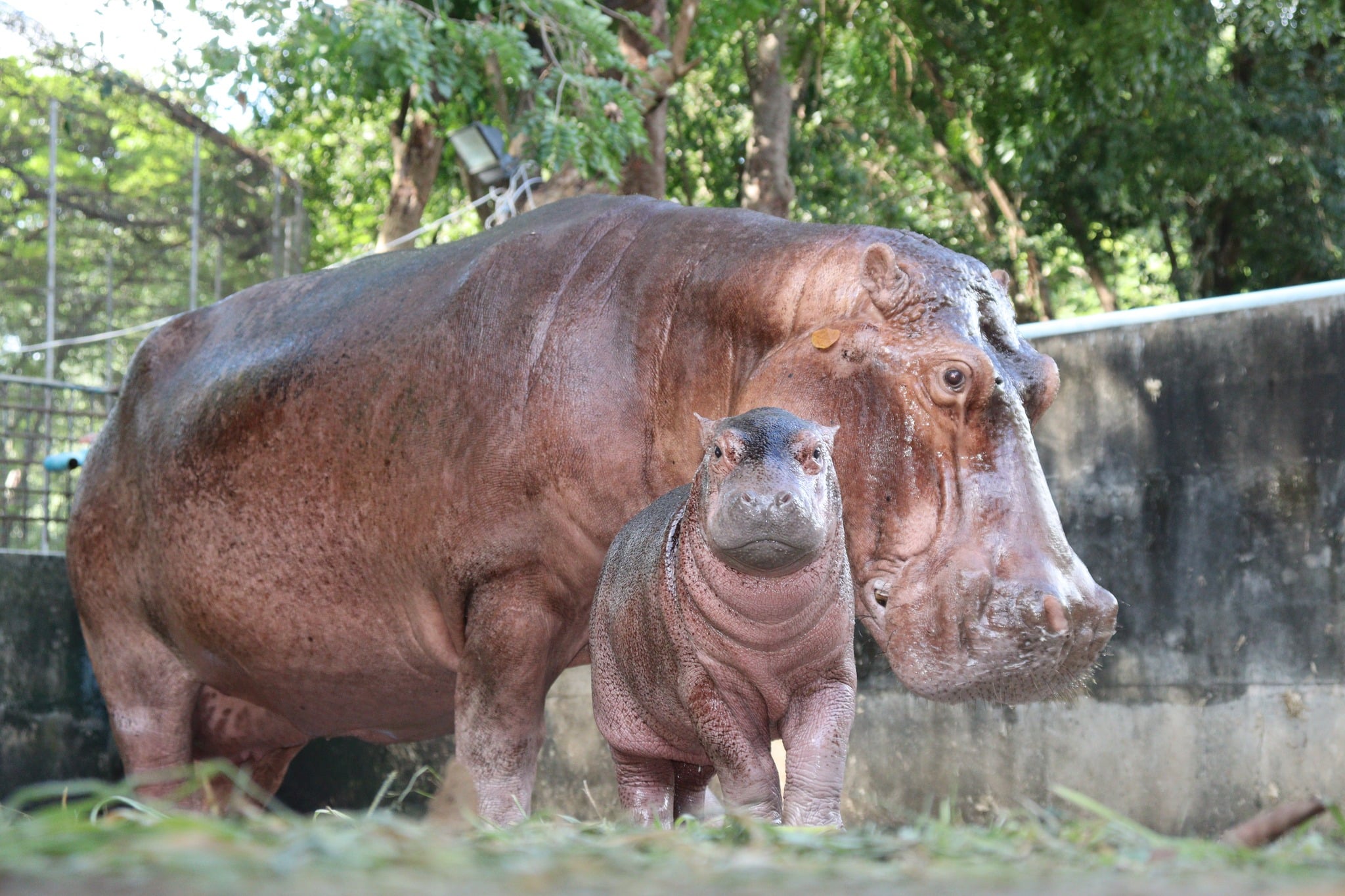 ลูกฮิปโปเกิดใหม่ที่จังหวัดศรีสะเกษ - 2