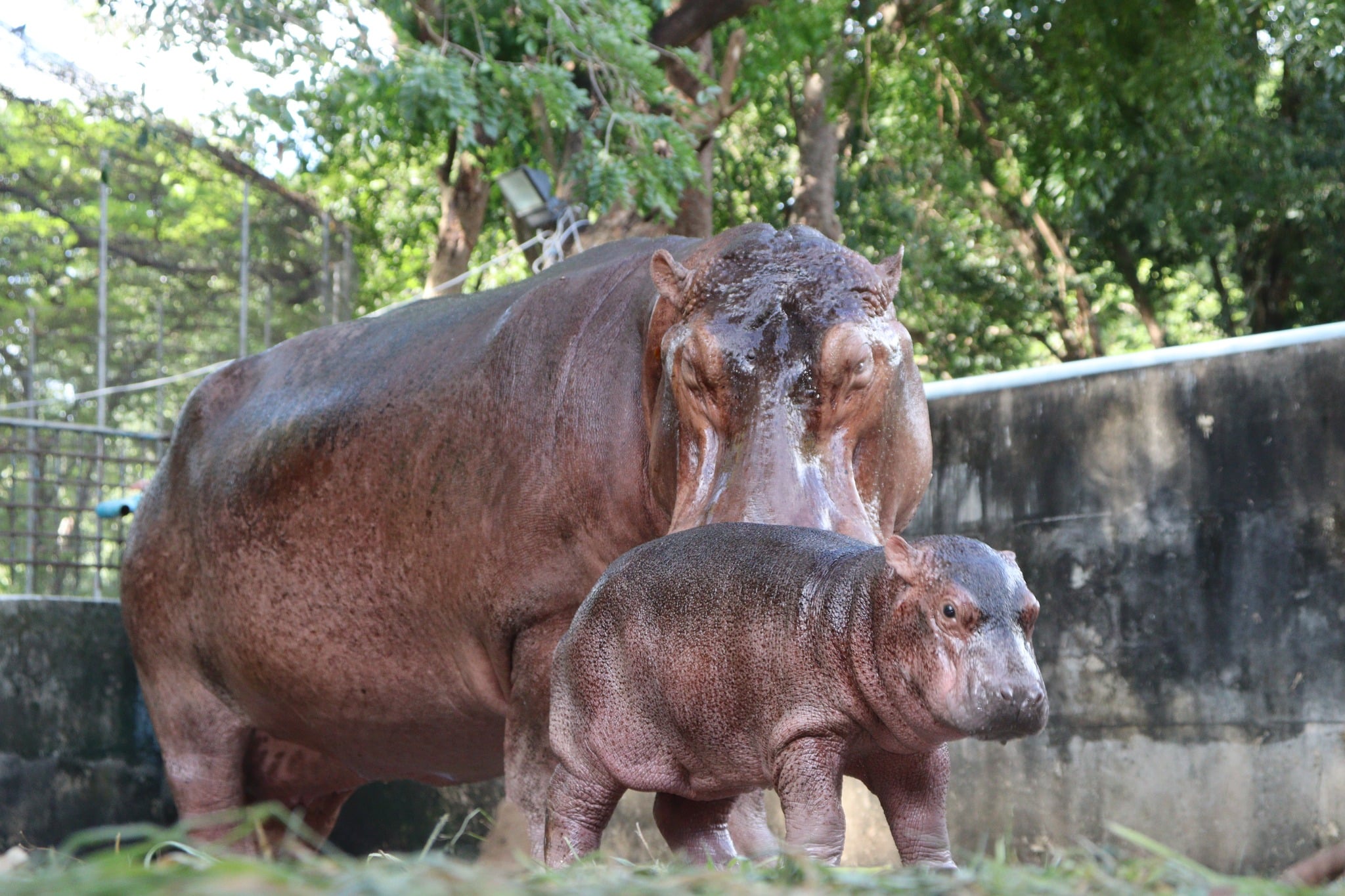 ลูกฮิปโปเกิดใหม่ที่จังหวัดศรีสะเกษ