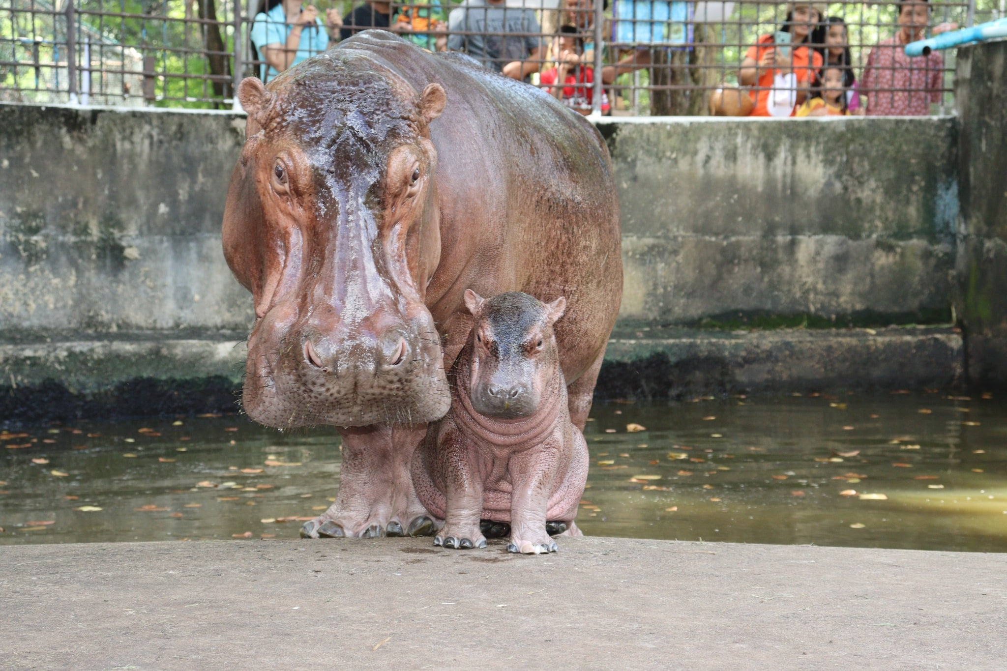 ลูกฮิปโปเกิดใหม่