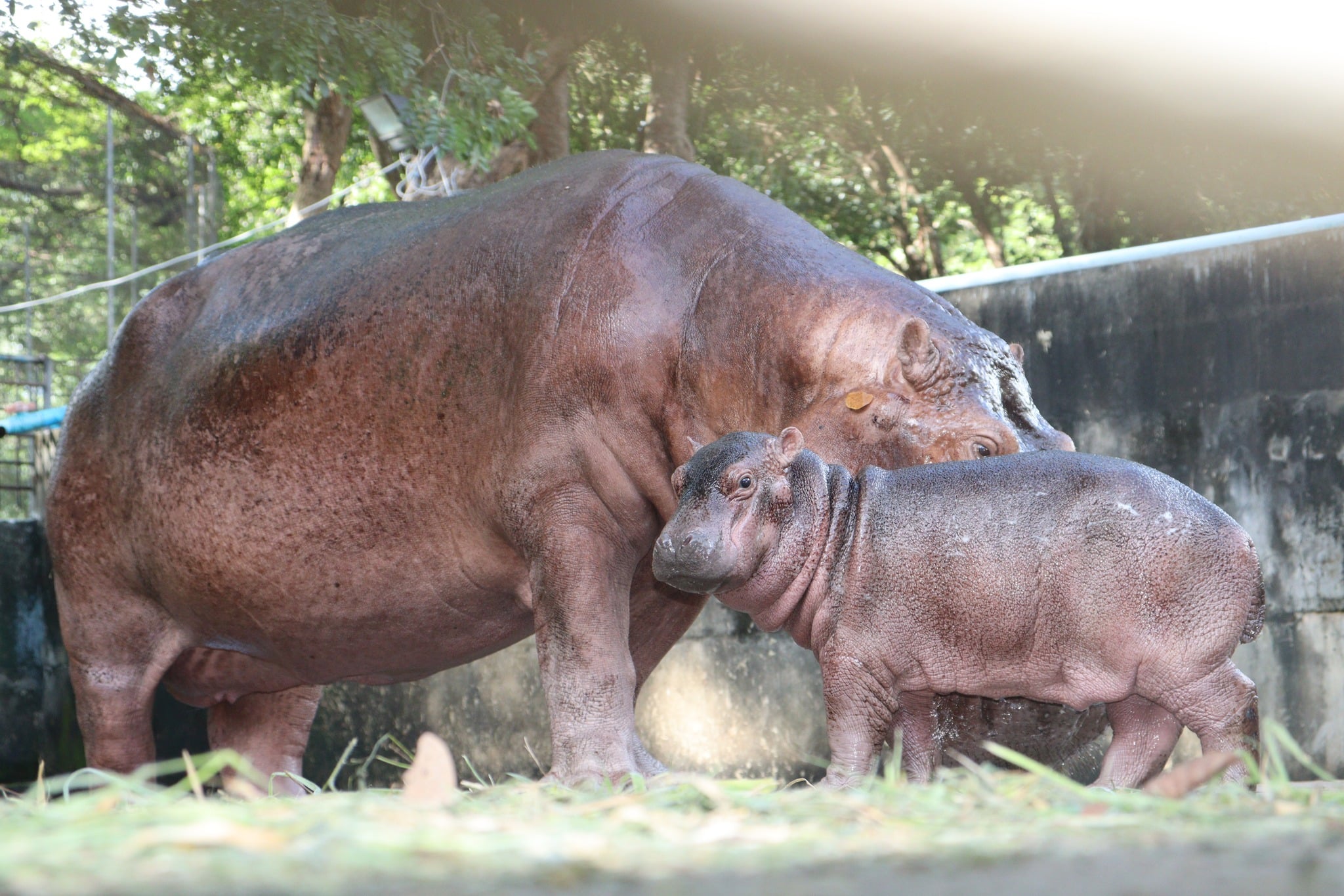 เพจเฟซบุ๊กเปิดให้แฟนคลับร่วมโหวตชื่อฮิปโปตัวใหม่