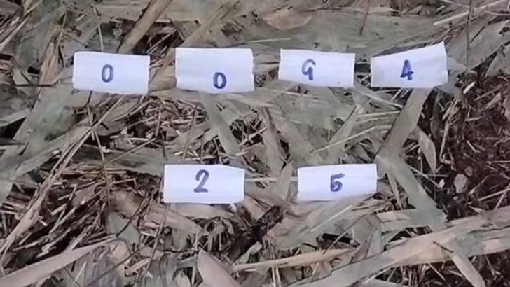 เลขเด็ดพญาบึ้ง งวดวันที่ 1/10/67