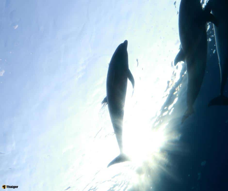 โลมาอาจก้าวร้าวเพิ่อแสดงอำนาจได้