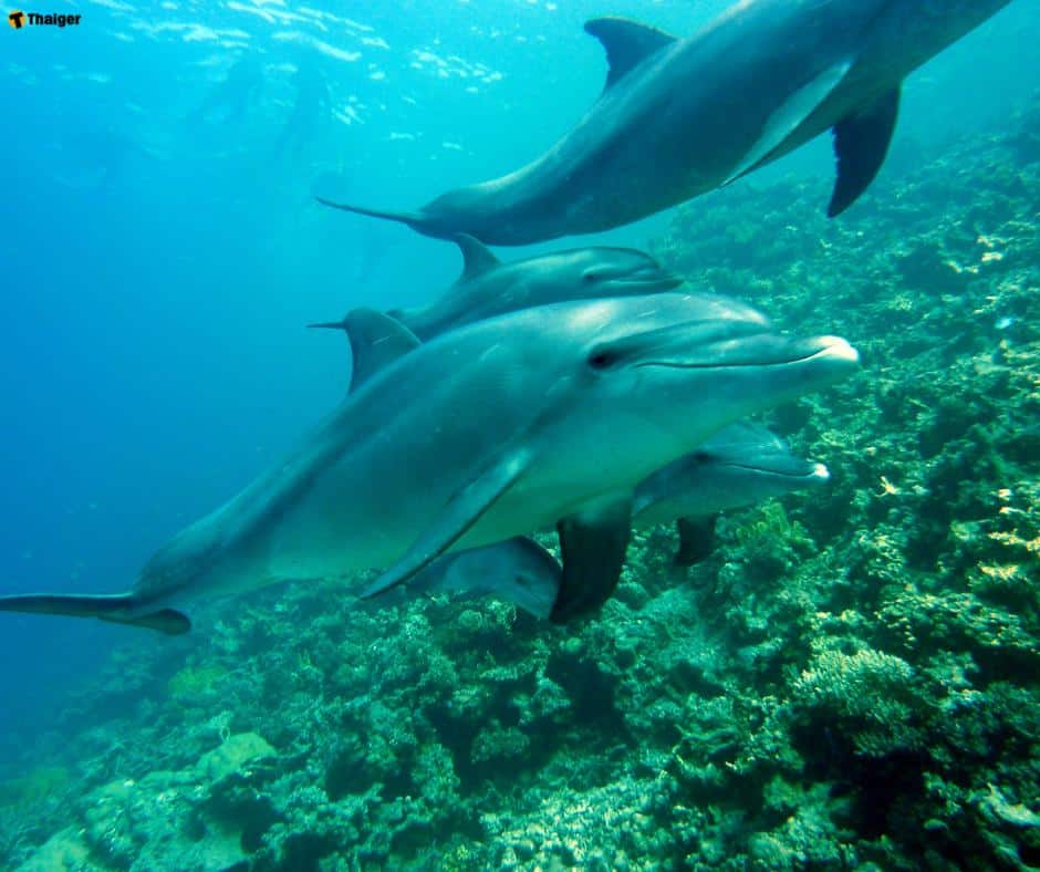 โลมาเป็นสัตว์ที่มีชนชขั้นทา งสังคม