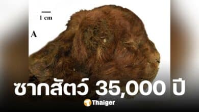 พบซากลูกเสือเขี้ยวดาบ อายุ 35,000 ปี ขนยังอยู่ครบ-สภาพเกือบสมบูรณ์