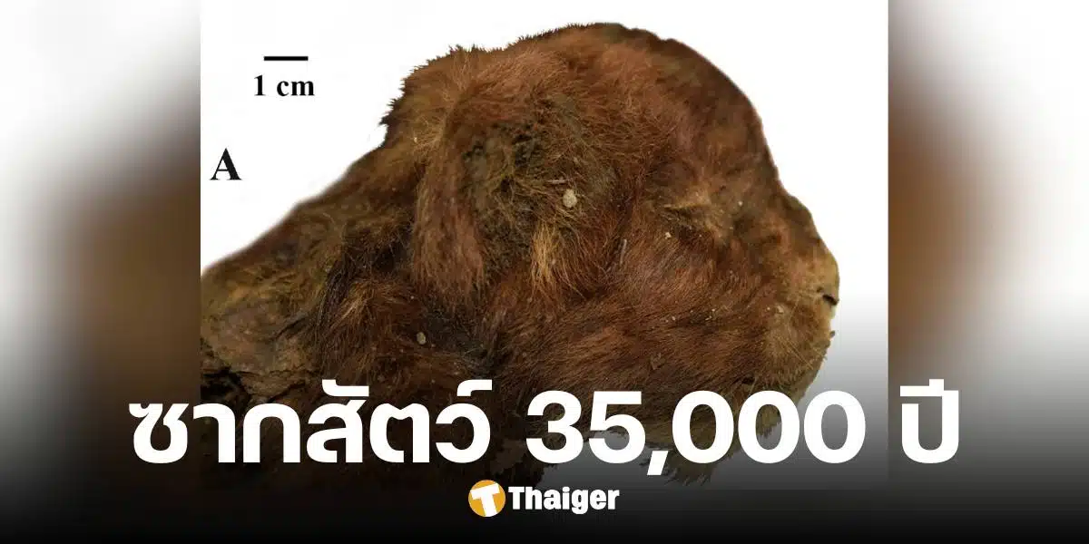 พบซากลูกเสือเขี้ยวดาบ อายุ 35,000 ปี ขนยังอยู่ครบ-สภาพเกือบสมบูรณ์