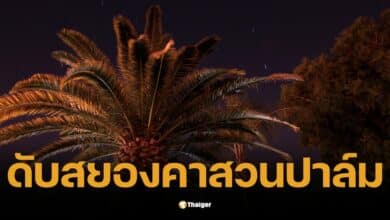 หนุ่มอินโดฯ หายปริศนา ก่อนพบถูกงูเขมือบทั้งตัว ดับสยองคาสวนปาล์ม