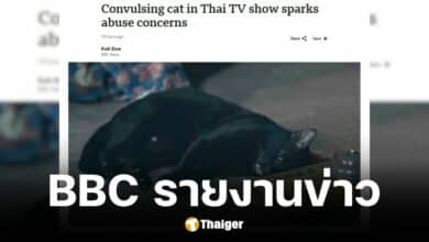 BBC รายงานข่าวซีรีส์ไทยแม่หยัววางยาสลบแมวเพื่อเข้าฉาก