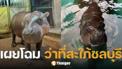 เปิดตัว หมูมะนาว ว่าที่เจ้าสาว หมูตุ๋น เตรียมเข้าเรือนหอ ที่สวนสัตว์เปิดเขาเขียว