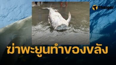 ฆ่าตัดหัว พะยูน ภูเก็ต ทำของขลัง