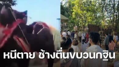 ช้างตื่นขบวนกฐิน