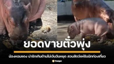 หอมแดง ลูกฮิปโปมาใหม่ ทำยอดจำหน่ายตั๋วเข้าสวนสมเด็จพระศรีนครินทร์ศรีสะเกษ พุ่งสูงเป็นประวัติศาสตร์ ผู้ชมแห่ชมคลิปความน่ารักล้นหลามบนเฟซบุ๊ก
