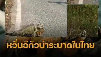 อีกัวน่า ระบาดในไทย