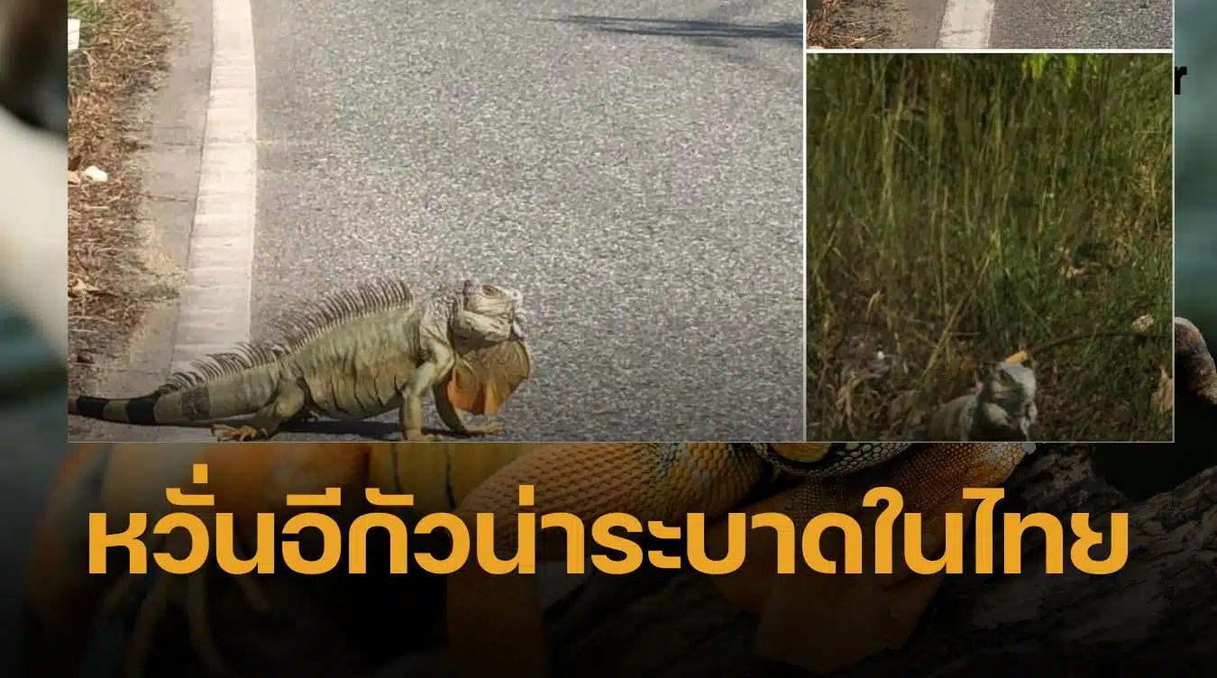 อีกัวน่า ระบาดในไทย