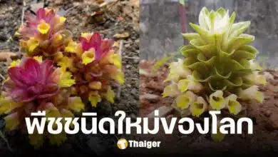 อาจารย์ มก. ค้นพบ 'กระเจียวสรรพสี' พืชชนิดใหม่ของโลก ที่พระธาตุผาแดง จ.ตาก