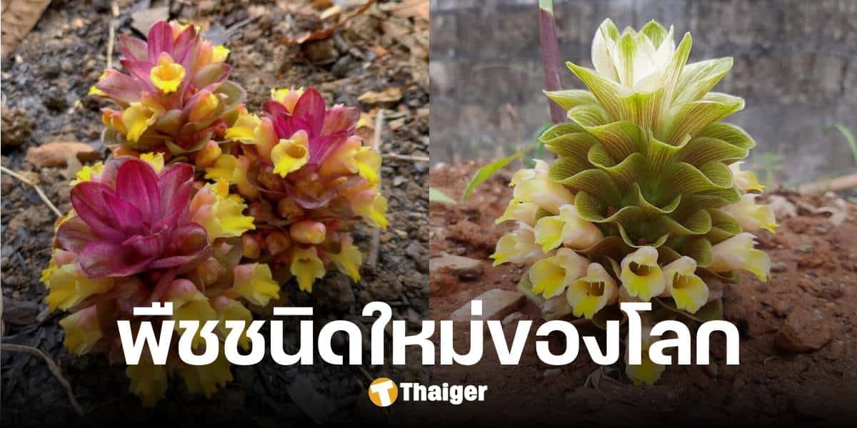 อาจารย์ มก. ค้นพบ 'กระเจียวสรรพสี' พืชชนิดใหม่ของโลก ที่พระธาตุผาแดง จ.ตาก