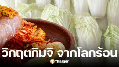 'วิกฤตกิมจิ' ภาวะโลกร้อนทำพิษผักกาดขาว อาหารคู่เมืองเกาหลีใต้ สูญจากประเทศ