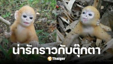 ส่องภาพ ค่างแว่นถิ่นเหนือ ปรากฏตัวในป่าดิบ หน้าตาน่ารัก ตากลมแป๋ว แถมนิสัยขี้อาย
