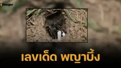 เลขเด็ด พญาบึ้ง 1 ธ.ค. 67 แนวทางเลขเด่นสุดขลังจากรูแมงมุมลึกลับ