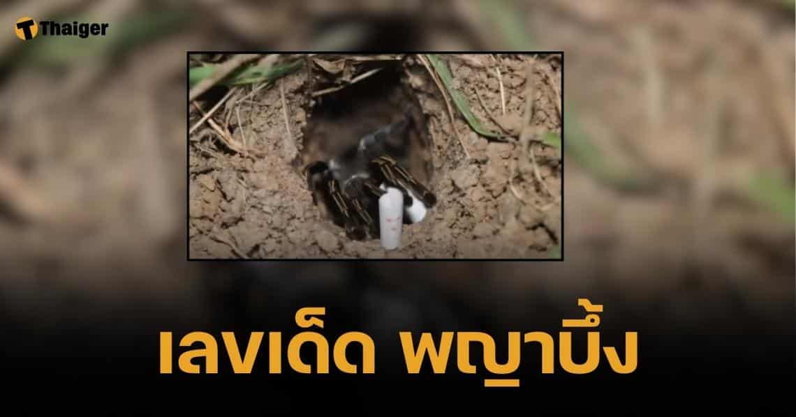 เลขเด็ด พญาบึ้ง 1 ธ.ค. 67 แนวทางเลขเด่นสุดขลังจากรูแมงมุมลึกลับ