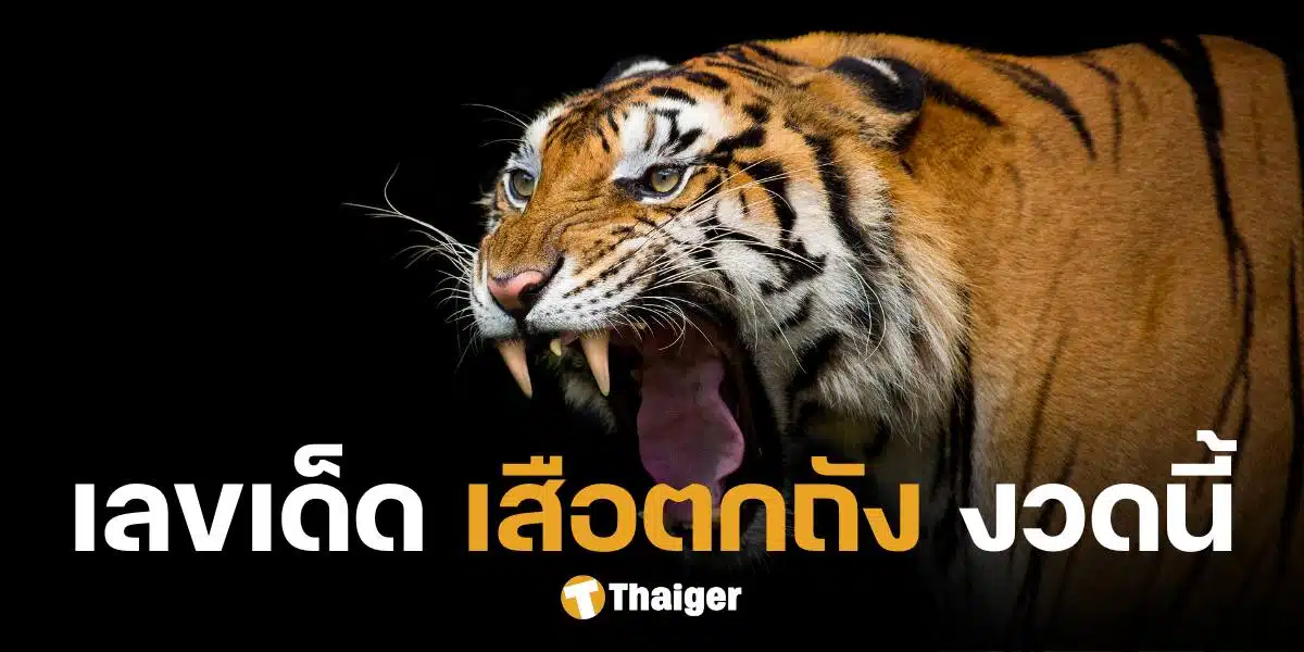 เลขเด็ด เสือตกถังพลังเงินดี จัดเต็มเลขเด่น งวด 1 ธ.ค. 67 ลุ้นรวยเดือนสุดท้าย | Thaiger ข่าวไทย