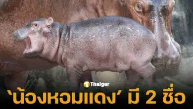 น้องหอมแดง ฮิปโปศรีสะเกษมี 2 ชื่อ ชื่อหนึ่งชนะโหวตทั่วประเทศ อีกชื่อ น้องสาวศรี ทูลกระหม่อมหญิงอุบลรัตนฯ พระราชทานให้